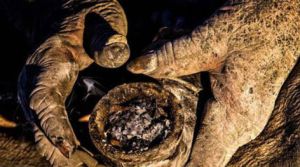 aplytxeria_799985227