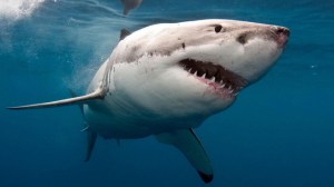 TV PREDATOR DOCUMENTARY