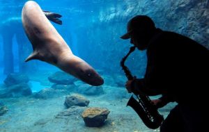 Casey+the+leopard+seal