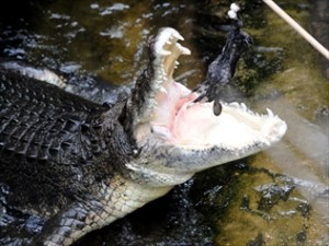 939527-crocodile-picks-roosters-for-nrl-opener