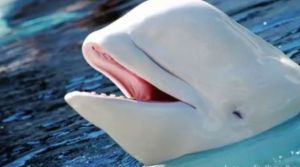 falainanew_528845386