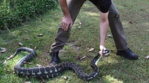 MOR-snake-two-wide-hi-620x349