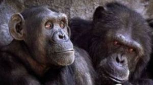 ximpatsides_731886961