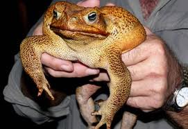 cane toad