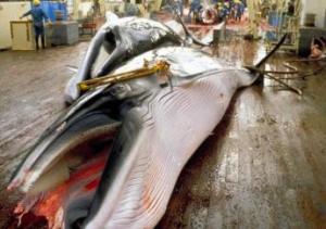 japanese-whaling-programme-eat-whale-meat-poll