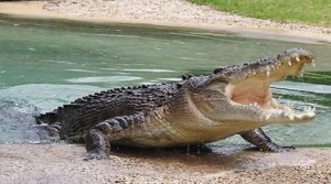 korkodeilos_778708560