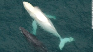 140619065935-restricted-migaloo-albino-whale-horizontal-gallery
