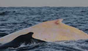 Australia-Experts-fear-skin-cancer-for-rare-white-whale
