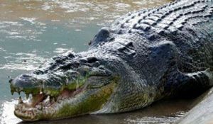 krokodeilos1_884259703