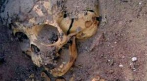 skeletosaig_389470251