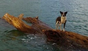 skilosnauagos_807714162