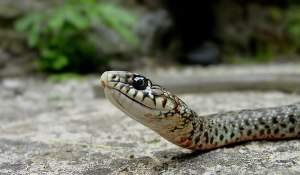 fidi_laiki_madata_863540166