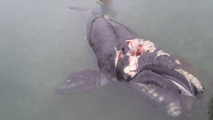 1408248669987_jpg-620x349