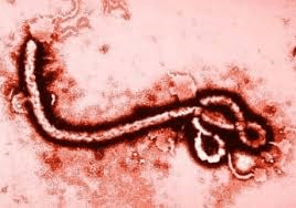 ebola