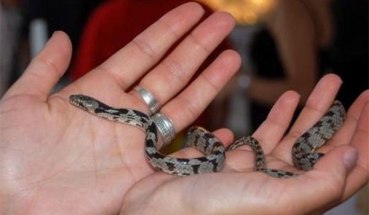 fidakia_panagias_madata_421231230