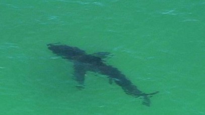 bs-wide-shark-20140909130314502896-620x349