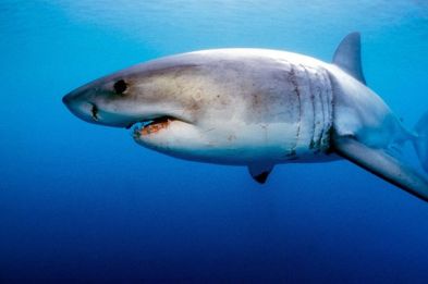Great-White-Shark