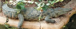 KROKODEILOS-SASA-650x250