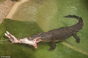 245EF9BC00000578-0-image-a-7_1420197299987