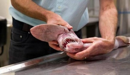 Goblin-Shark-670-665x385