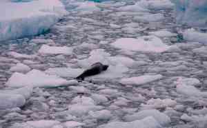 Antarctica Extreme Life