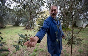 Europe Olive Crop Calamity