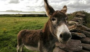 gaidaros_madata_771857966