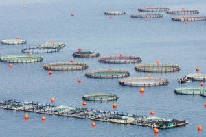fish_farming_390_0504