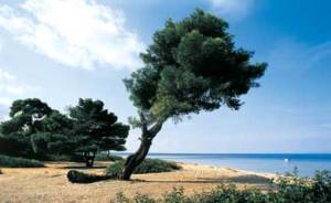 halkidiki_390_190711