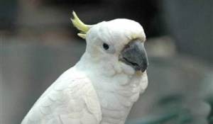 papagalos_madata_986623309