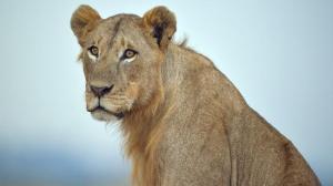 80a3e4cd75965210b63d27e7bd0c55b6