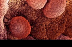 main_1440419902_7032382