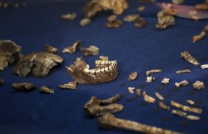 Fossils of a newly discovered ancient species, named "Homo naledi", are pictured during their unveiling outside Johannesburg September 10, 2015. Humanity's claim to uniqueness just suffered another setback: scientists reported on Thursday that the newly discovered ancient species related to humans also appeared to bury its dead. Fossils of the creature were unearthed in a deep cave near the famed sites of Sterkfontein and Swartkrans, treasure troves 50 km (30 miles) northwest of Johannesburg that have yielded pieces of the puzzle of human evolution for decades. The new species has been named 'Homo naledi', in honour of the "Rising Star" cave where it was found. Naledi means "star" in South Africa's Sesotho language. REUTERS/Siphiwe Sibeko