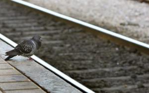 grammesptino-thumb-large