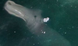 PLASMAKERKURA_154744330