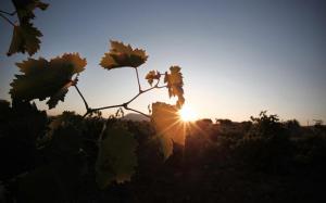 wine_vine-thumb-large