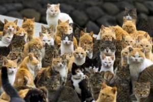 trtworld-4852-australia-plans-kill-two-million-feral-cats-reuters