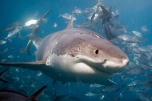 A-great-white-shark-seen-with-wound-marks-of-jaws-near-the-Neptune-Islands-Australia
