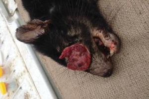tasmanian-devil-tumor