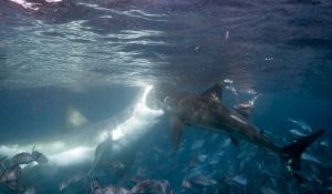 Two-great-white-sharks-collide-to-attack-each-other-in-the-Neptune-Islands-Australia