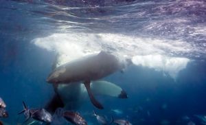 Two-great-white-sharks-collide-to-attack-each-other-in-the-Neptune-Islands-Australia
