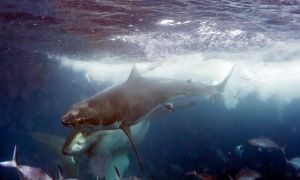 Two-great-white-sharks-collide-to-attack-each-other-in-the-Neptune-Islands-Australia