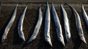 r0_146_5039_2979_w1200_h678_fmax