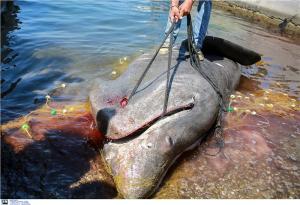 25477810_149699_limghandler